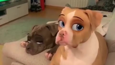 Pitbull using Disney filter