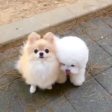 Cute puppies eating