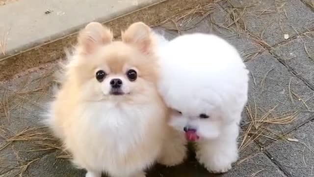 Cute puppies eating
