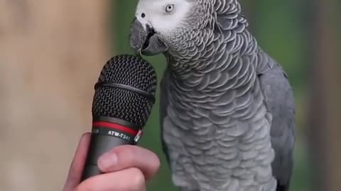 Talking parrot