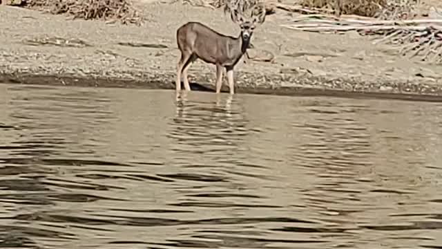 Thirsty deer at the lake