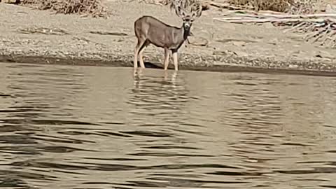 Thirsty deer at the lake