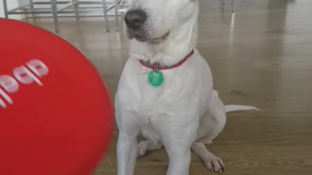 White dog in kitchen teased with red frisbee