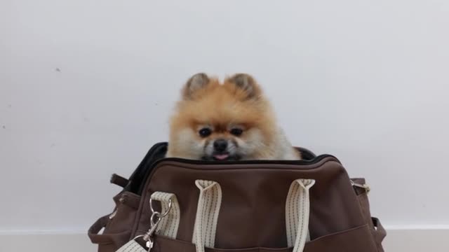 Quite pets कैसे 👜 मे चला गया!!