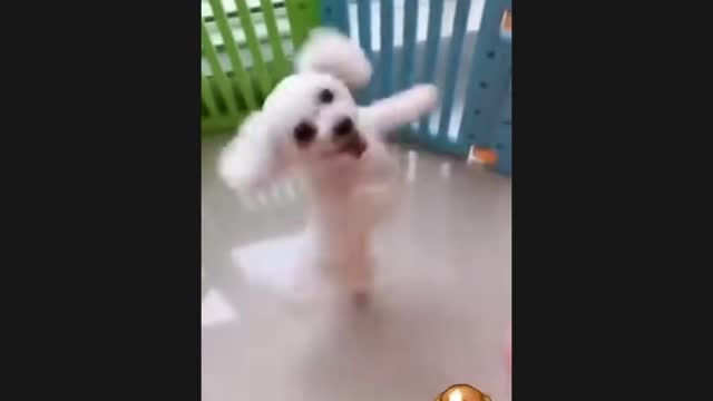 Cute and funny dog dance