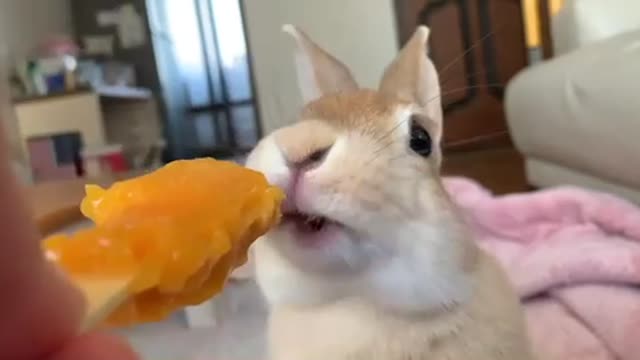 Bunny eating mango