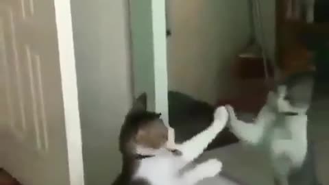 CatsVSMirrors Compilation Funny Cats ✪ Cute and Baby