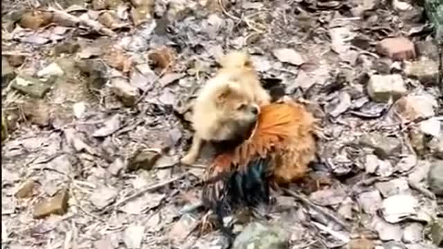 Chicken vs dog fight - very funny video!!!!