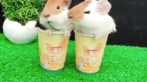 Cute Hamster Compilation :3