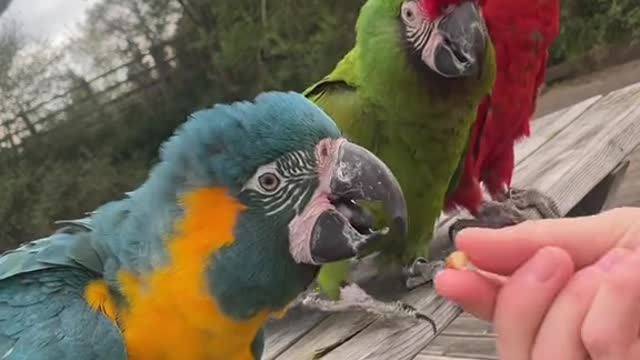 craigfraser93 macaw trio waving 🥰craigfraser93 macaw trio waving 🥰