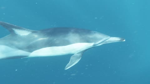 Group of Dolphins Swimming Underwater