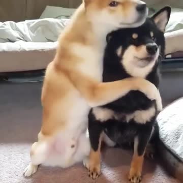 Hug your best friend