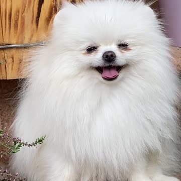 A Furry Dog For A Pet Lover5