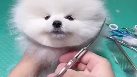 Funny dog