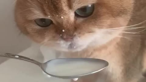 Cat drink milk 🥛 with funny sound