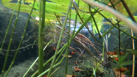 GoPro Hero 7 Black Underwater test in My Fish Tank 😍🐟🐠🐬