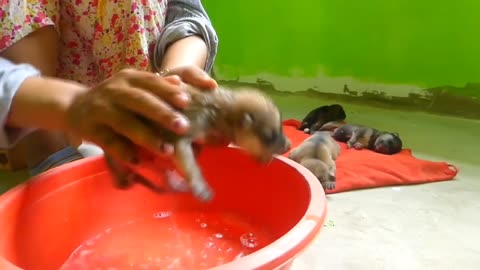 Woman Rescue baby dogs just born in forest/clean and give food