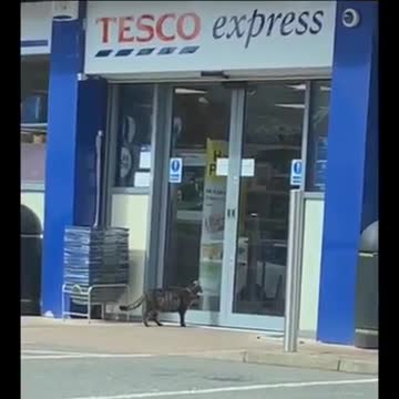 Un inocente gato que tiene una familia lleva una curiosa doble vida cada vez que sale de casa