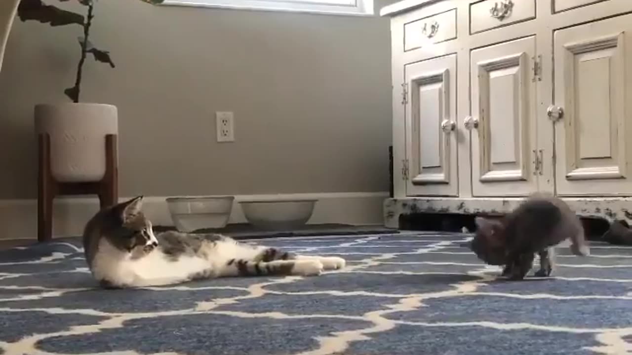 Funny cats playing