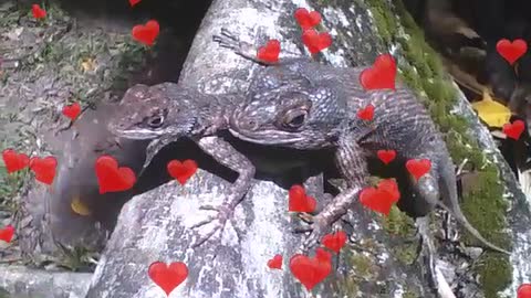 Lagartixa é flagrada em cima da fêmea, o amor está no ar [Nature & Animals]