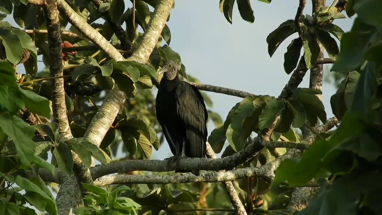 Dangerous Wildlife planet earth Birds Vulture| 4k ultra HD Video