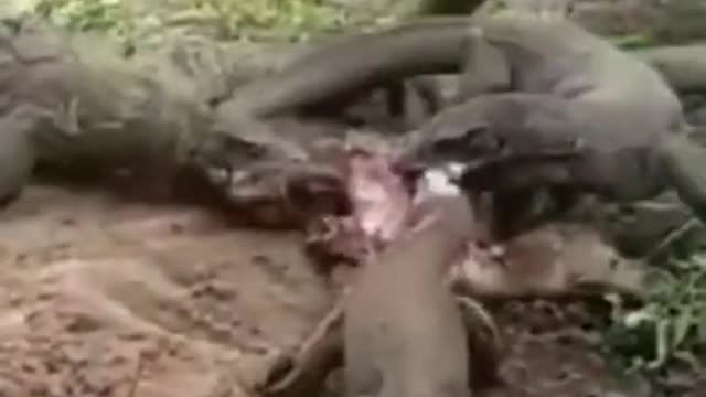 6 Komodo Dragon Eating Baby Buffalo 🐂😱