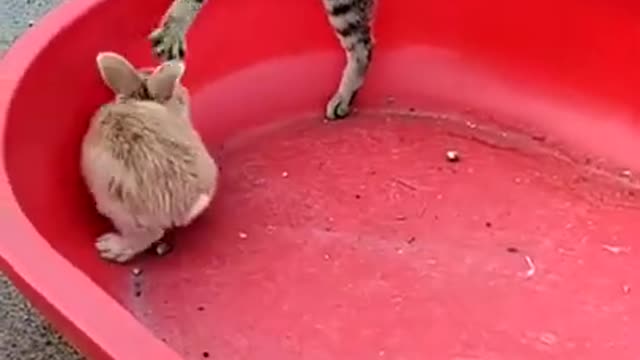 So Cute Cat Videos And Funny Videos