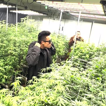 Indigo Freestyle Wiz Khalifa