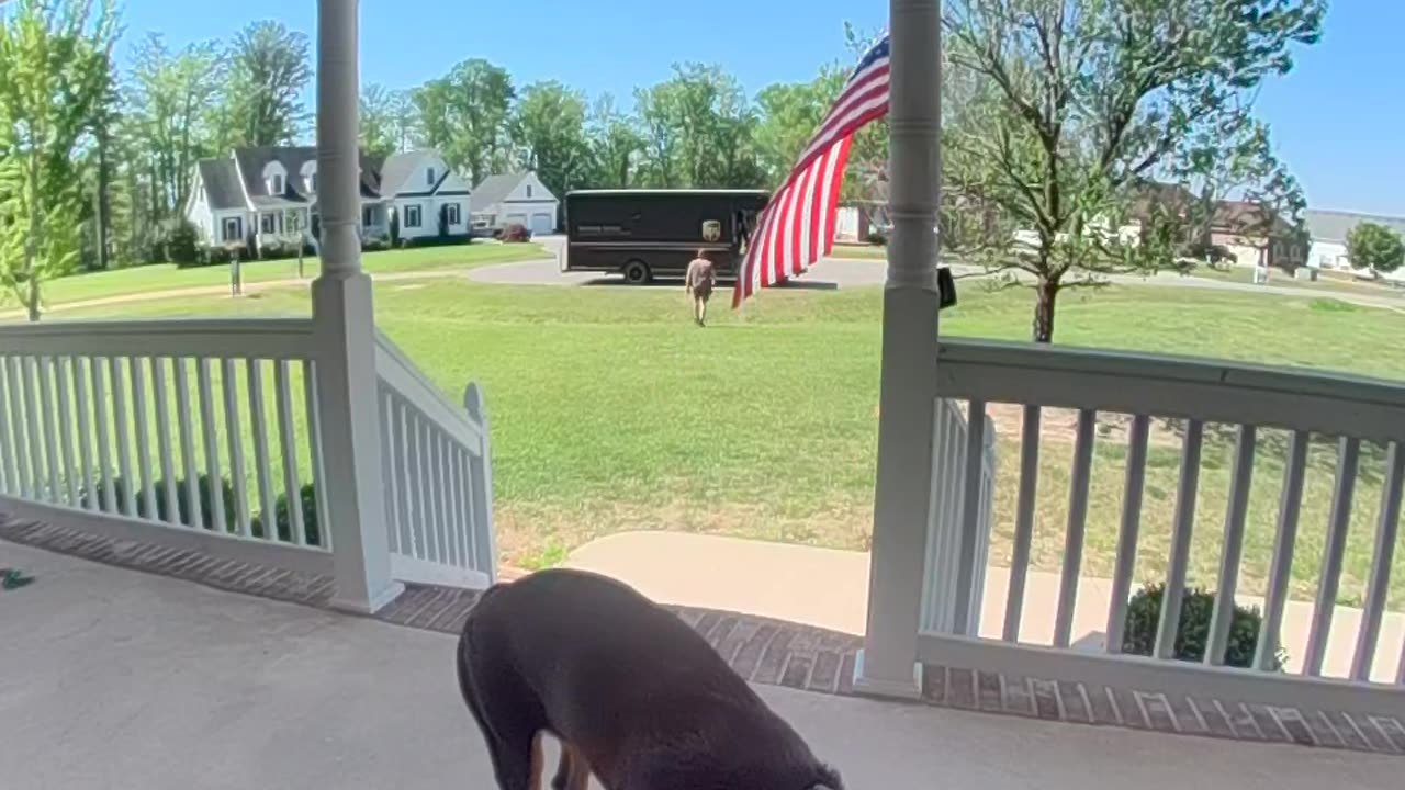 Delivery Driver Greeted By Friendly Dog