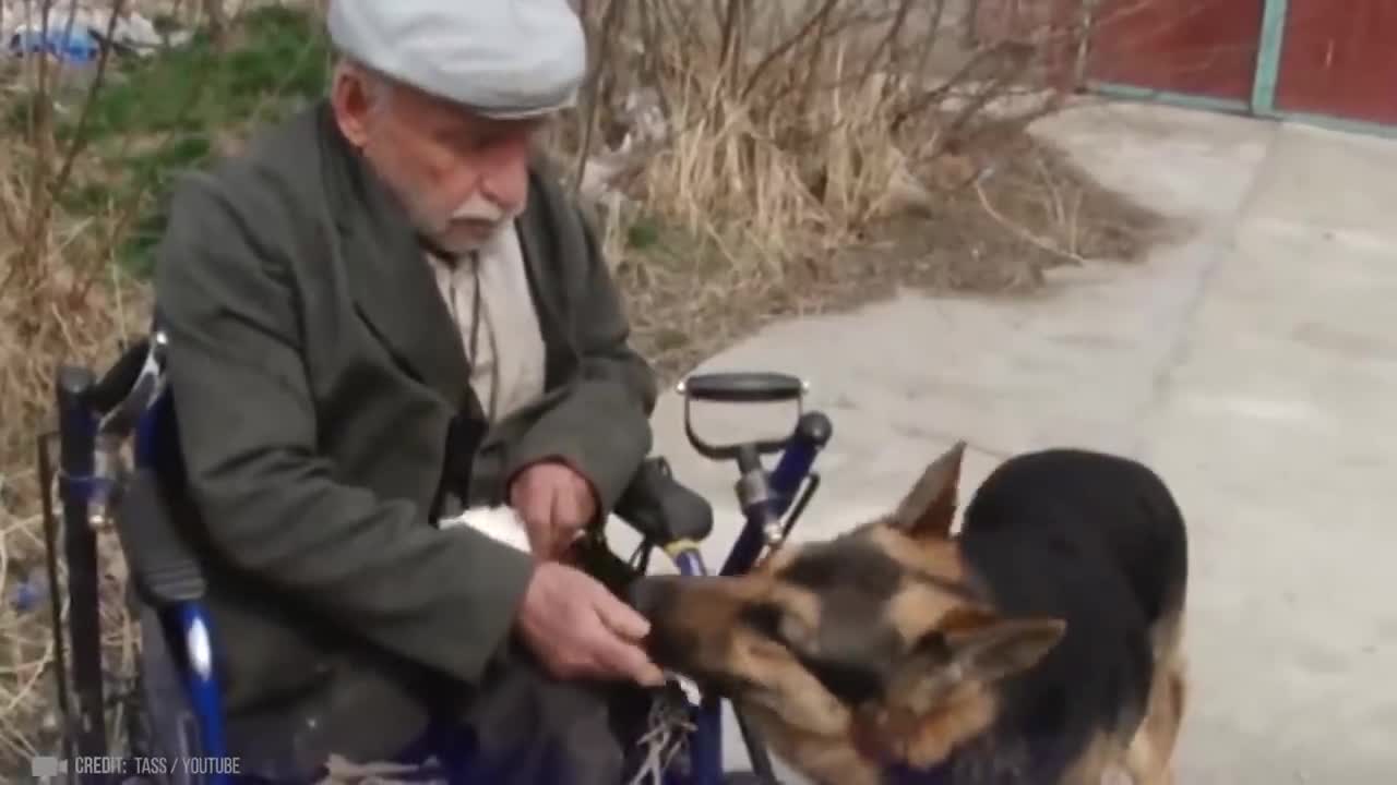 35 hero dogs that saved human lives