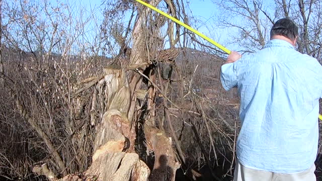 The Old Dead Tree