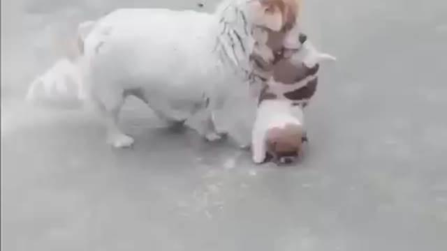 Funny moms animals so pretty