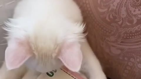 Funny Cat 😹 - Don't try to hold back Laughter 😂 This cat wants money😹