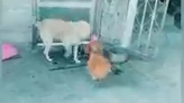 funny chicken vs dog fight