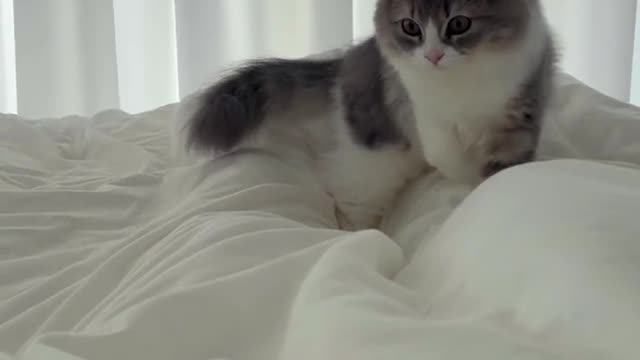 Cute and Funny Cat Videos Compilation - PART 1