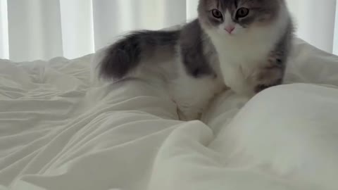 Cute and Funny Cat Videos Compilation - PART 1