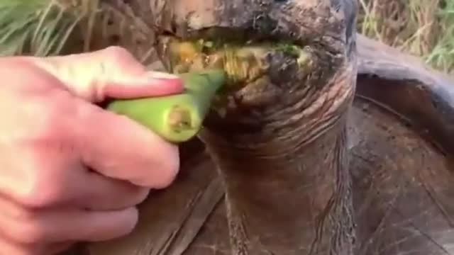 Best Funny Animal Videos of the year (2022), funniest animals ever. relax with cute animals.AWW anim