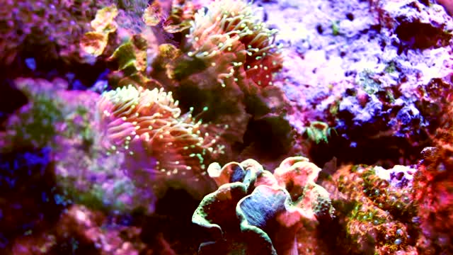 Multicolored coral shot with fish projections