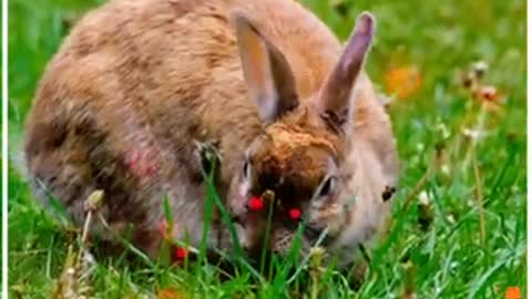 Cute Rabbit Status | Cute Animals Funny Video | 😉