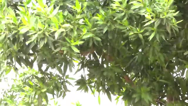 Perfect rain sounds for relaxing and sleeping 15 mins