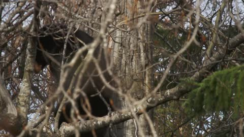 Black Bear Cubs Climbing Down Tree | Wild Alaska | BBC Earth