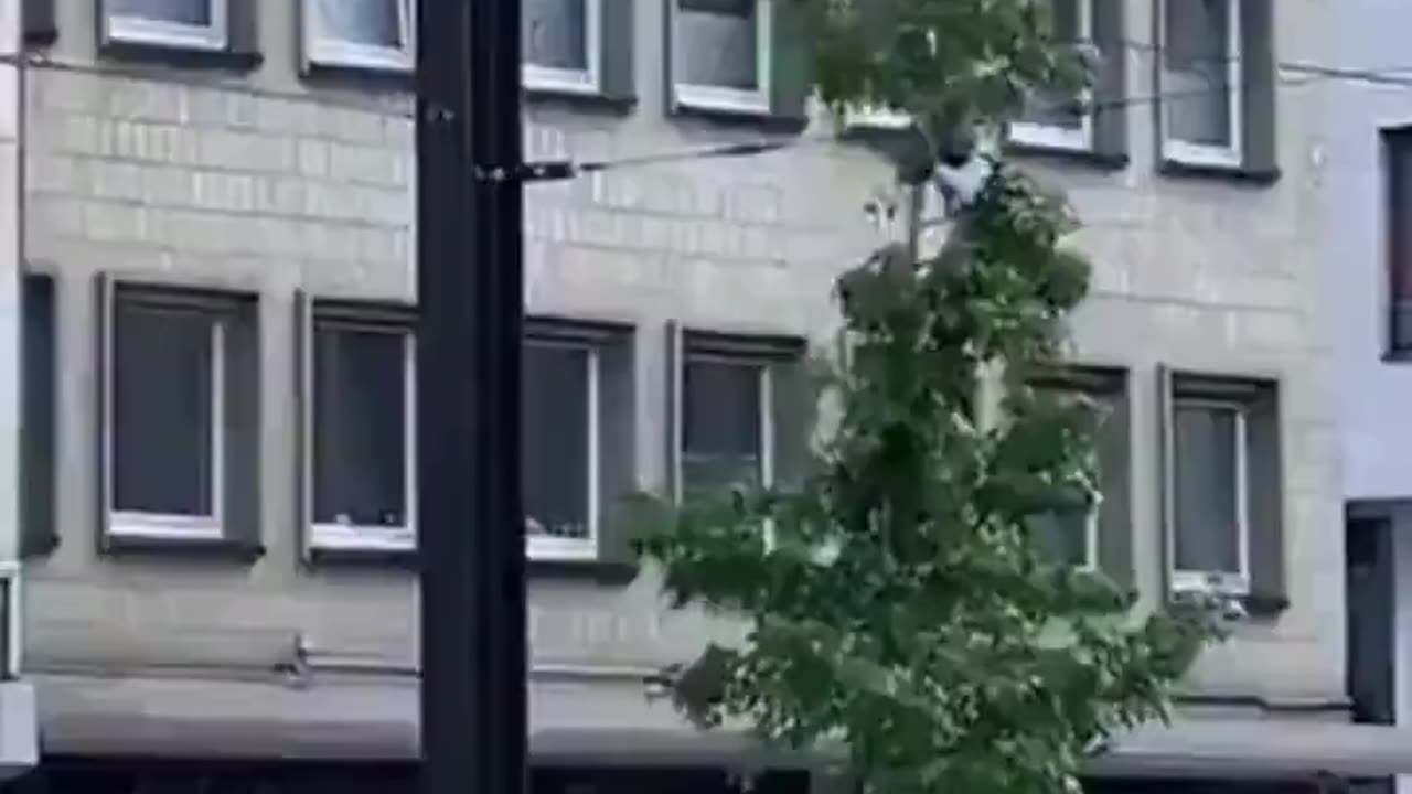 An African illegal refugee escaping from the police in Germany climbed a tree.