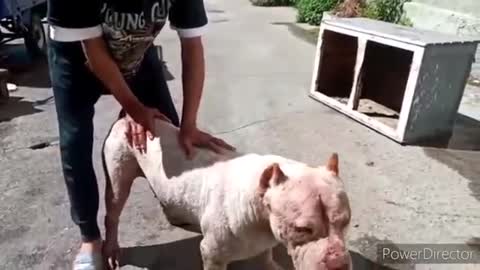 big dog