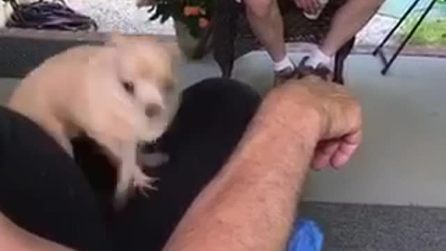 Little dog on mans lap is freaking out