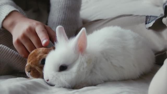 Funny and Cute Baby Bunny Rabbit Videos - Baby Animal Video Compilation