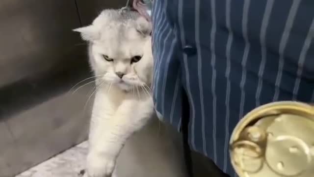 The cat was very unhappy to be carried by its owner
