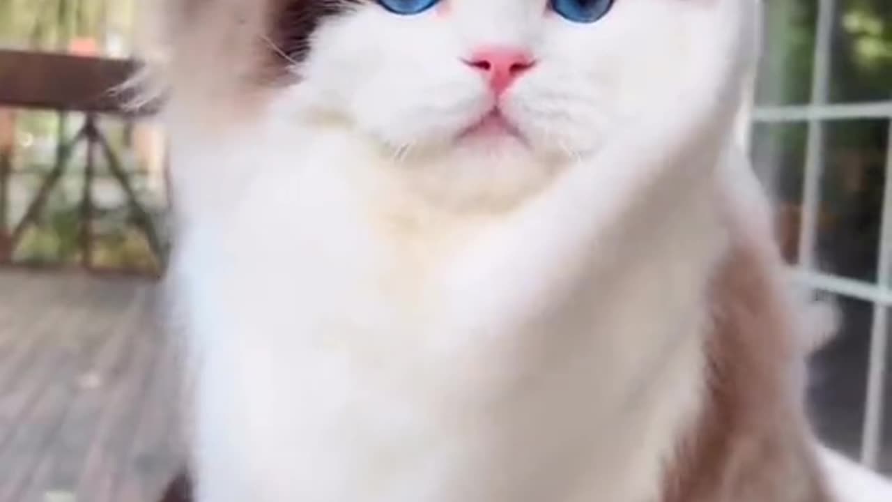 Cute cats video compilation 25