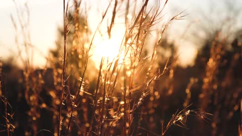 Wheat Field barley with sunrise