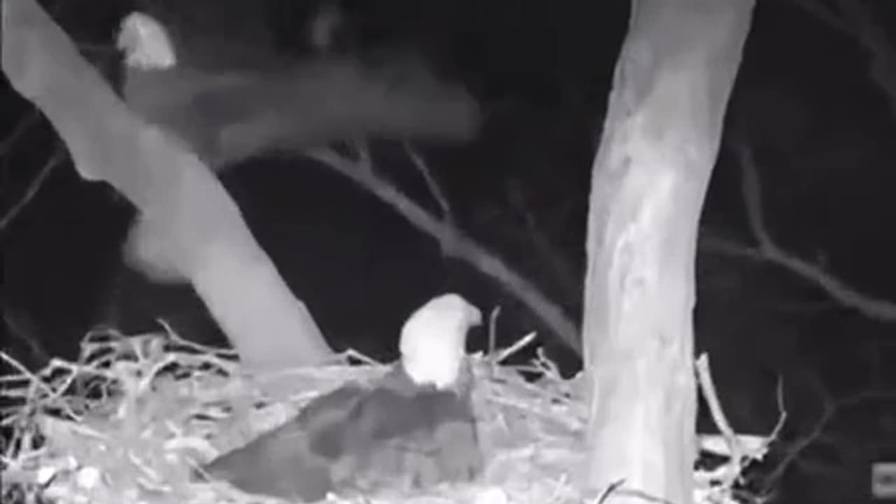 Owls hate Eagles for some reason 😂