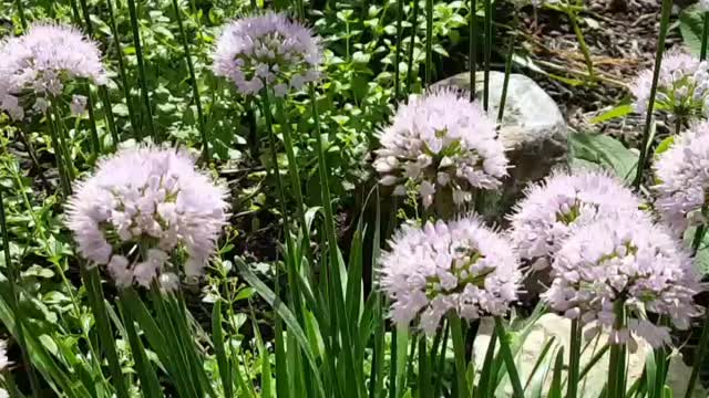 Bees and Flies on White Flowers